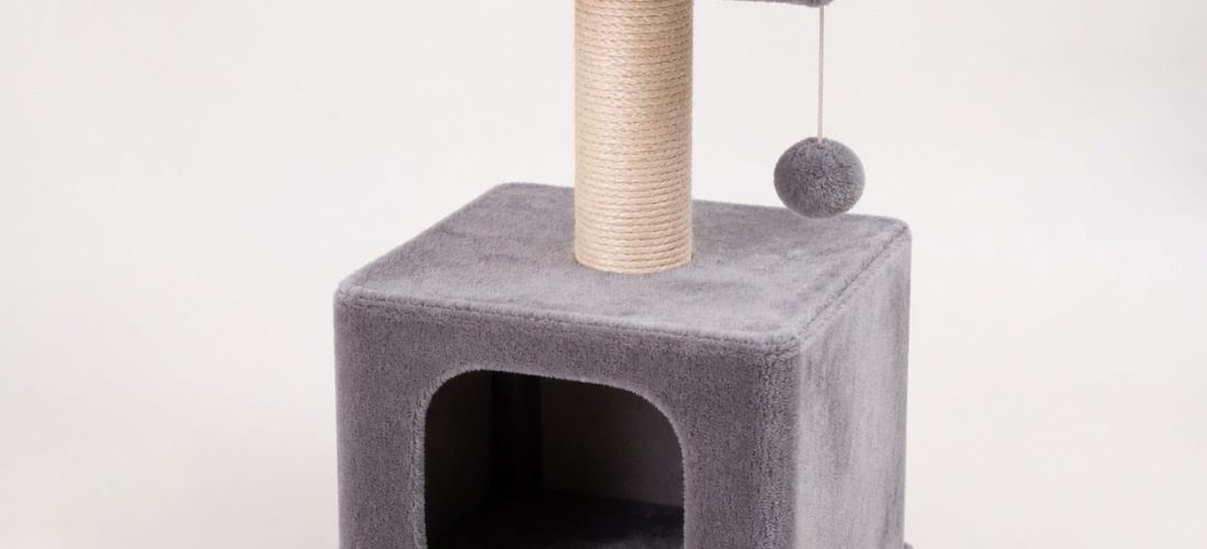 Petit arbre à chat compact sur fond neutre